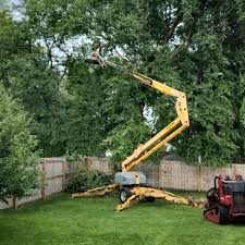 Best Tree Health Inspection  in Black Canyon City, AZ