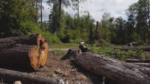 Best Tree Preservation Services  in Black Canyon City, AZ