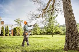 Professional Tree Care in Black Canyon City, AZ