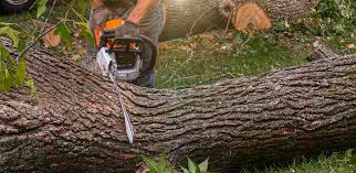 Best Hazardous Tree Removal  in Black Canyon City, AZ