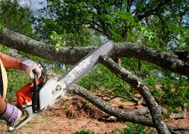 How Our Tree Care Process Works  in  Black Canyon City, AZ