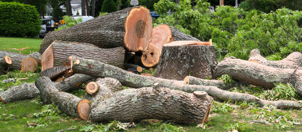 Best Emergency Tree Removal  in Black Canyon City, AZ