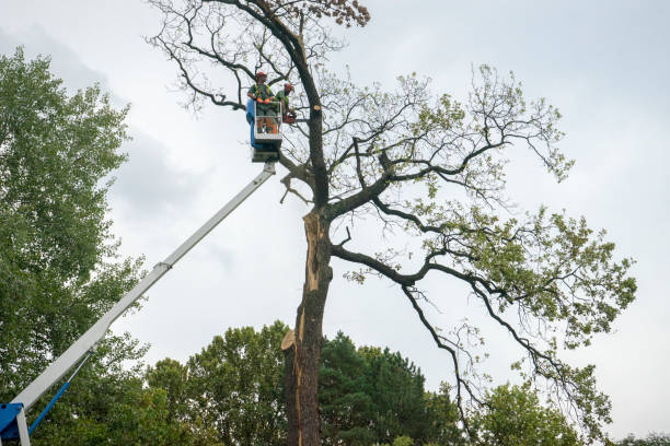 Best Tree Removal  in Black Canyon City, AZ