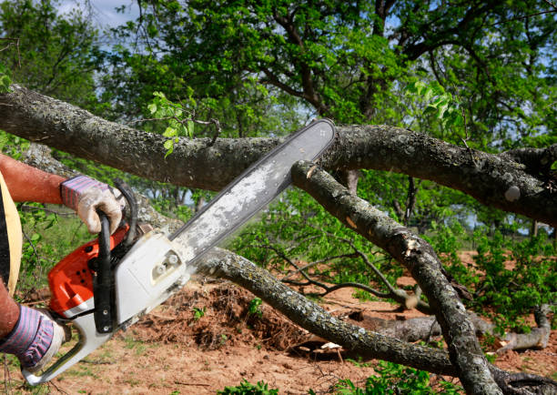 Best Tree Mulching  in Black Canyon City, AZ